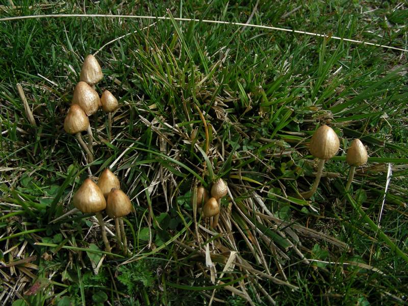 A caccia di Igrofori nei pascoli alpini